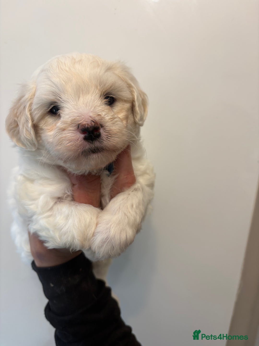 Maltipoo dogs for sale: 🤩 6 stunning Maltipoo puppies 🤩 - Image 2