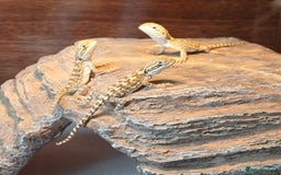 Dragon reptiles for sale: Baby Rankin Dragons  - Image 2