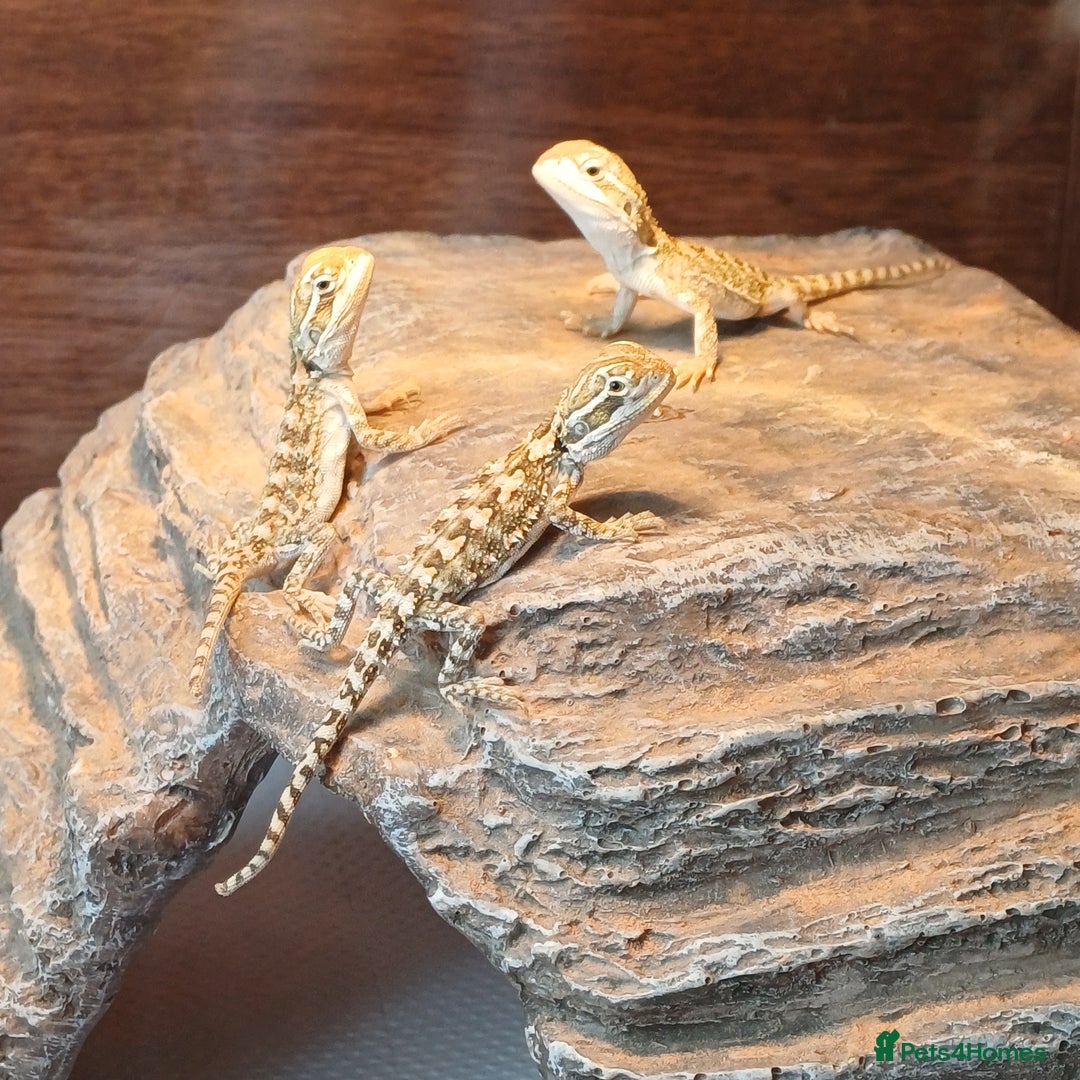 Dragon reptiles for sale: Baby Rankin Dragons  - Image 2
