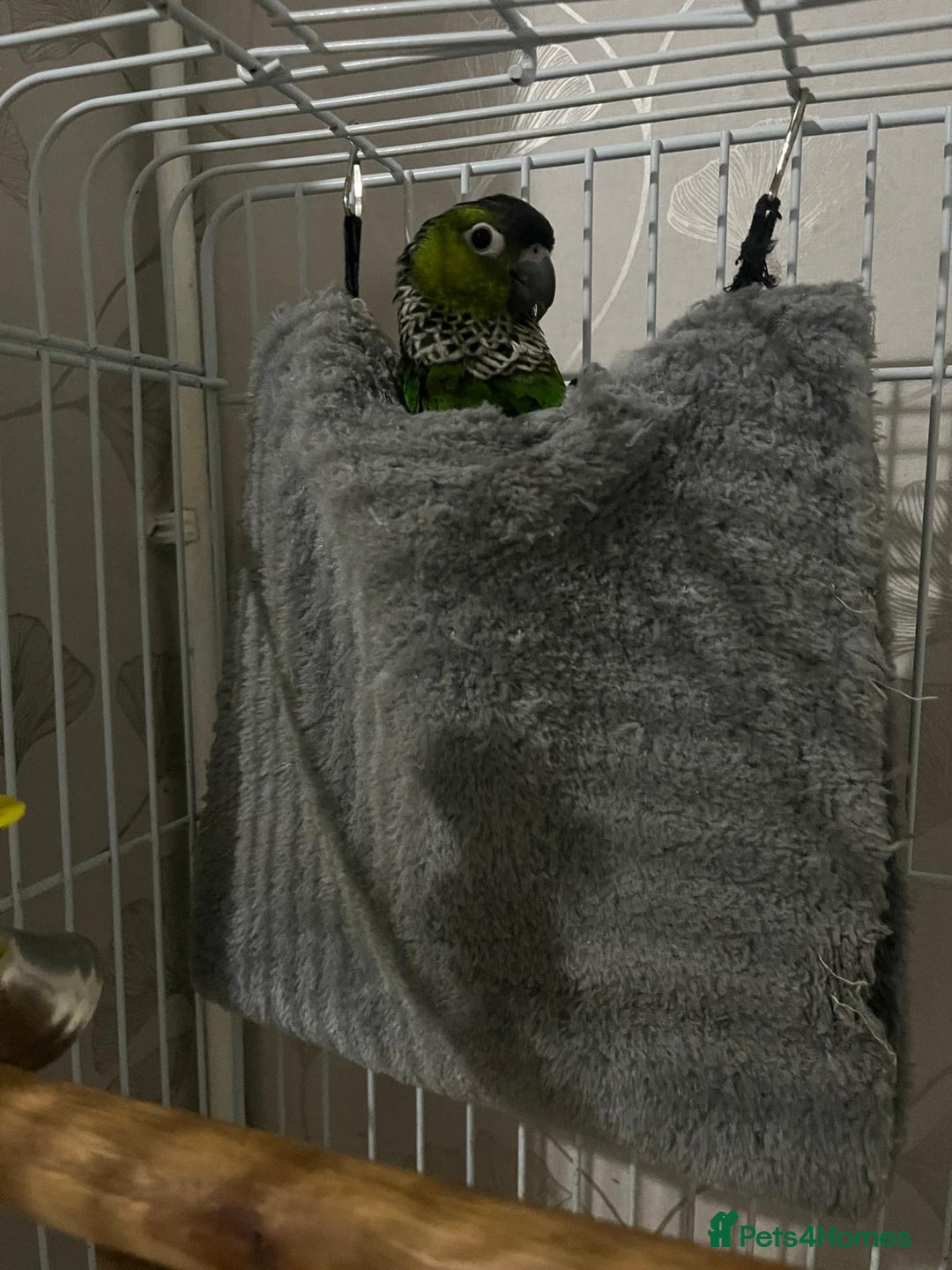 Conures birds for sale: Black cap conure handreared - Advert 2