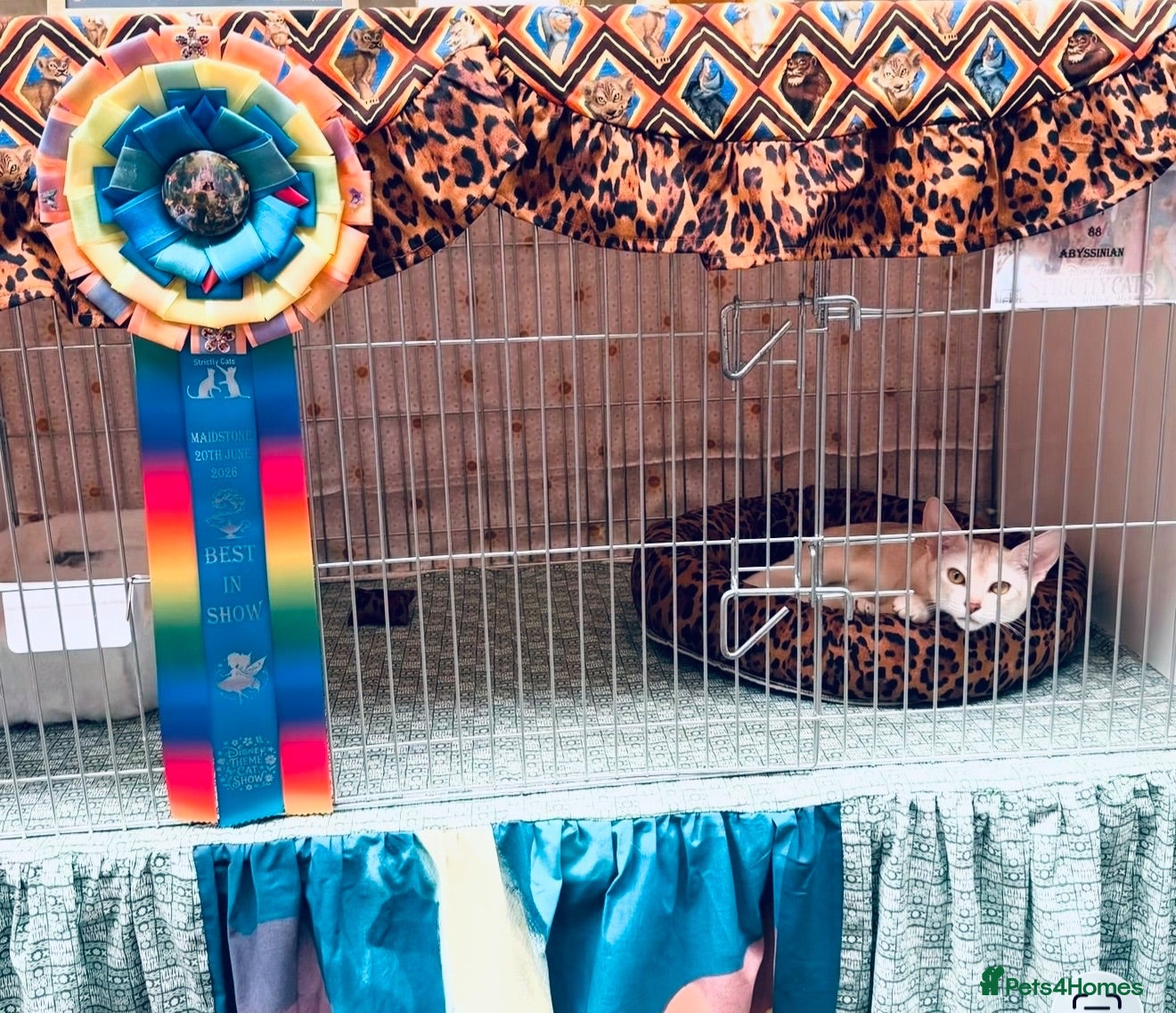 Abyssinian cats  ❤️🏆CHAMPION Ln Outstanding Abyssinian female - Advert 2