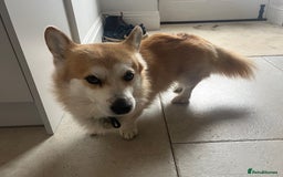 Welsh Corgi Pembroke dogs for sale: Lovely Corgis - Image 5