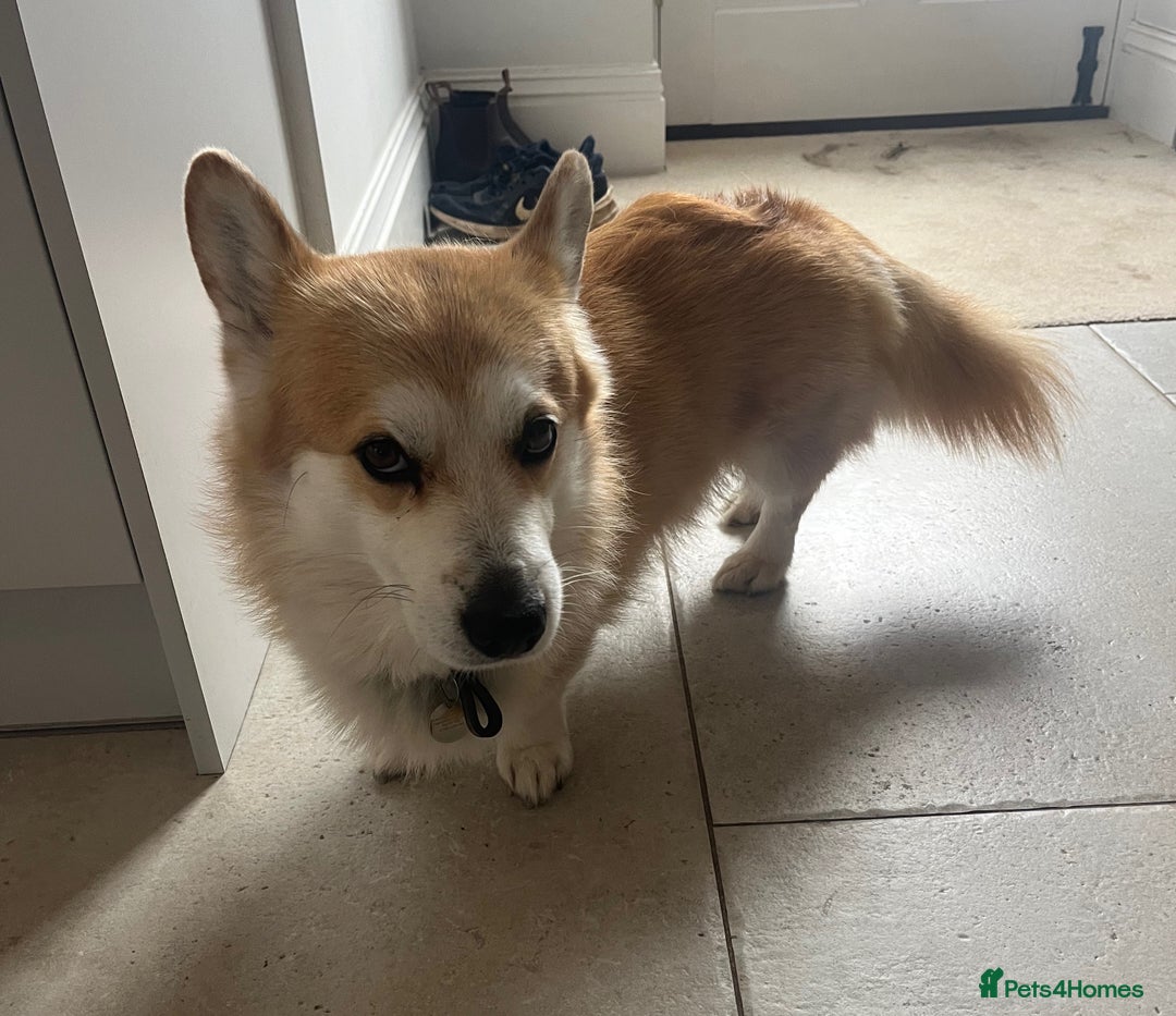 Welsh Corgi Pembroke dogs for sale: Lovely Corgis - Image 5