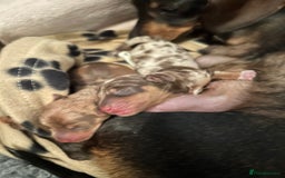 Miniature Dachshund dogs for stud: Black and cream proven gorgeous boy for stud only  - Image 12