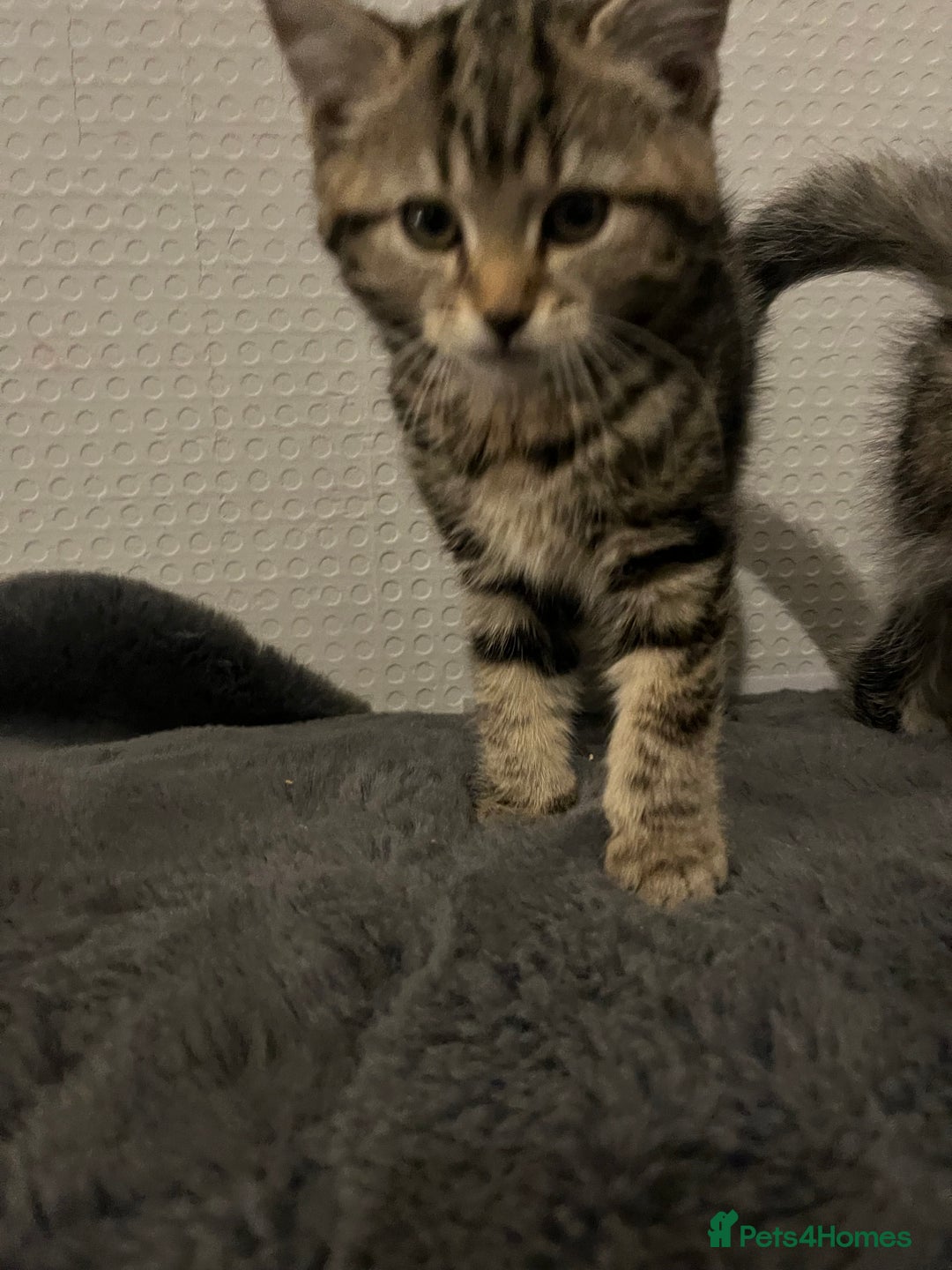 Mixed Breed cats for sale: Beautiful kittens  - Advert 2