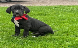 Great Dane dogs for sale: Outstanding litter of Great Danes  - Image 6