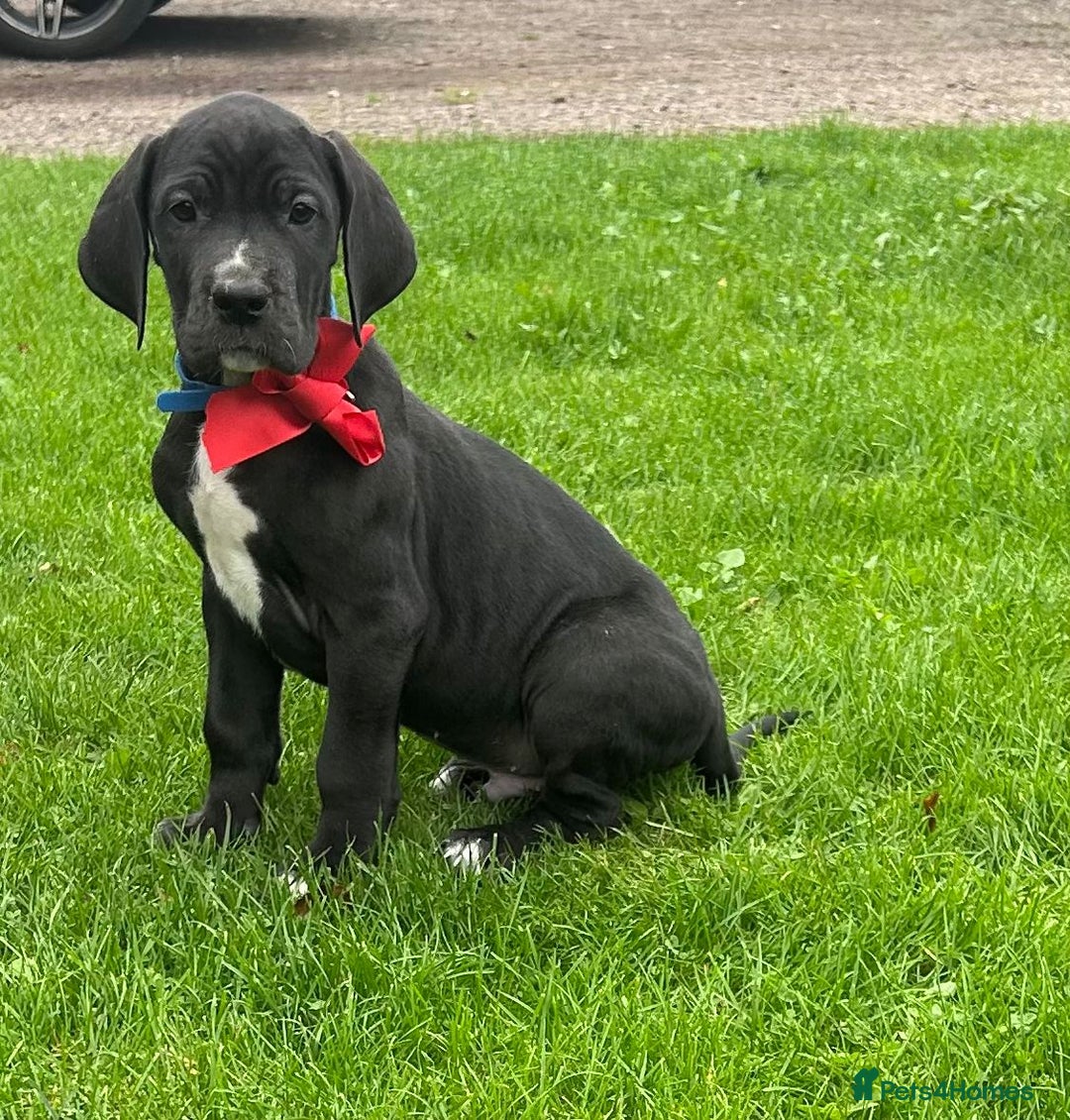 Great Dane dogs for sale: Outstanding litter of Great Danes  - Image 6