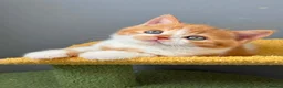 British Shorthair cats for sale: GCCF BSH kittens- championship lines - Advert 13
