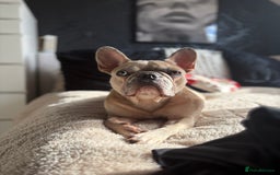 French Bulldog dogs for sale: 3 beautiful pedigree French bulldog puppies  - Image 19