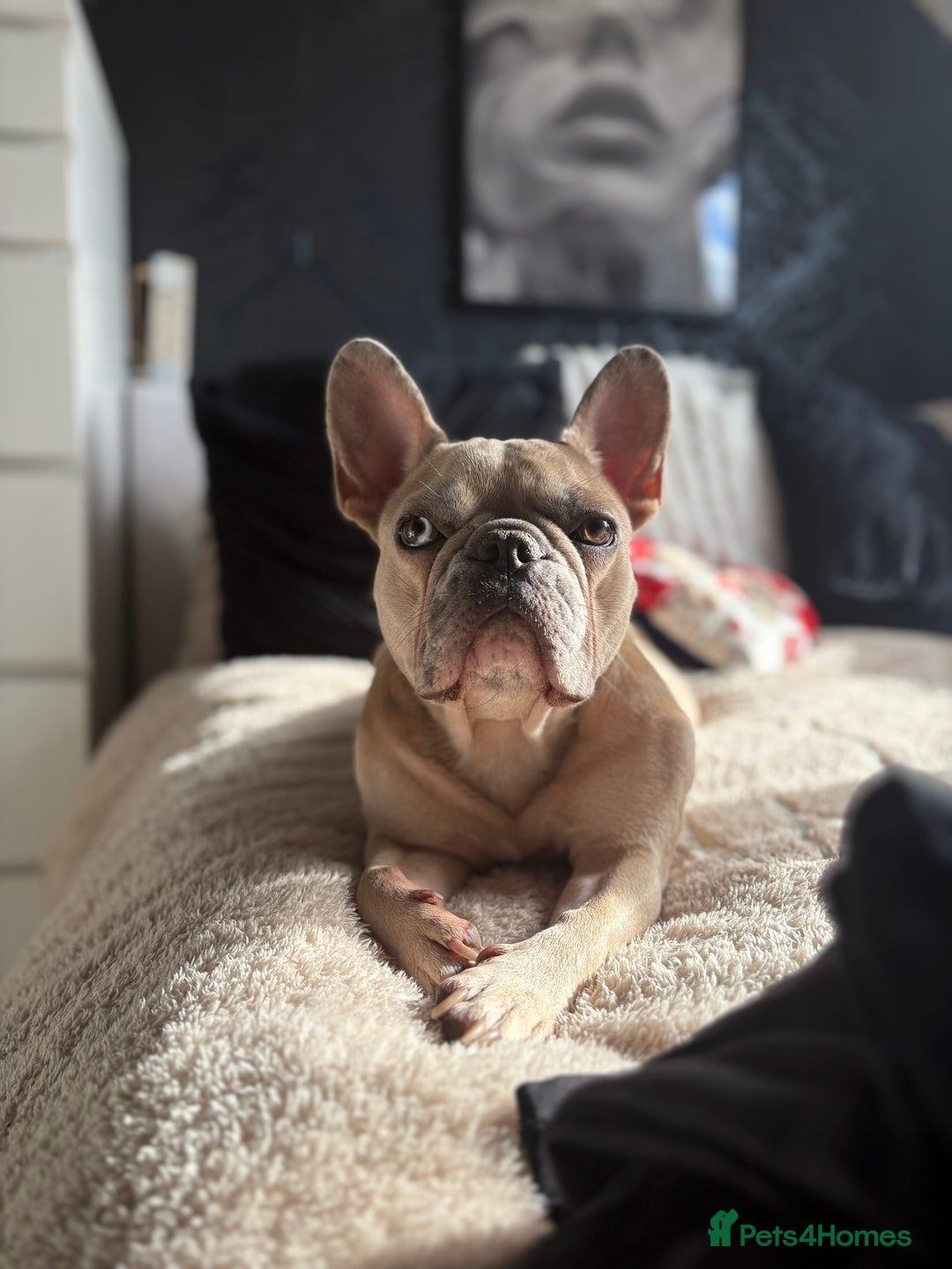French Bulldog dogs for sale: 3 beautiful pedigree French bulldog puppies  - Image 19