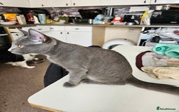 Maine Coon cats for sale: Maine Coon Kittens READY NOW parents not registere - Image 26