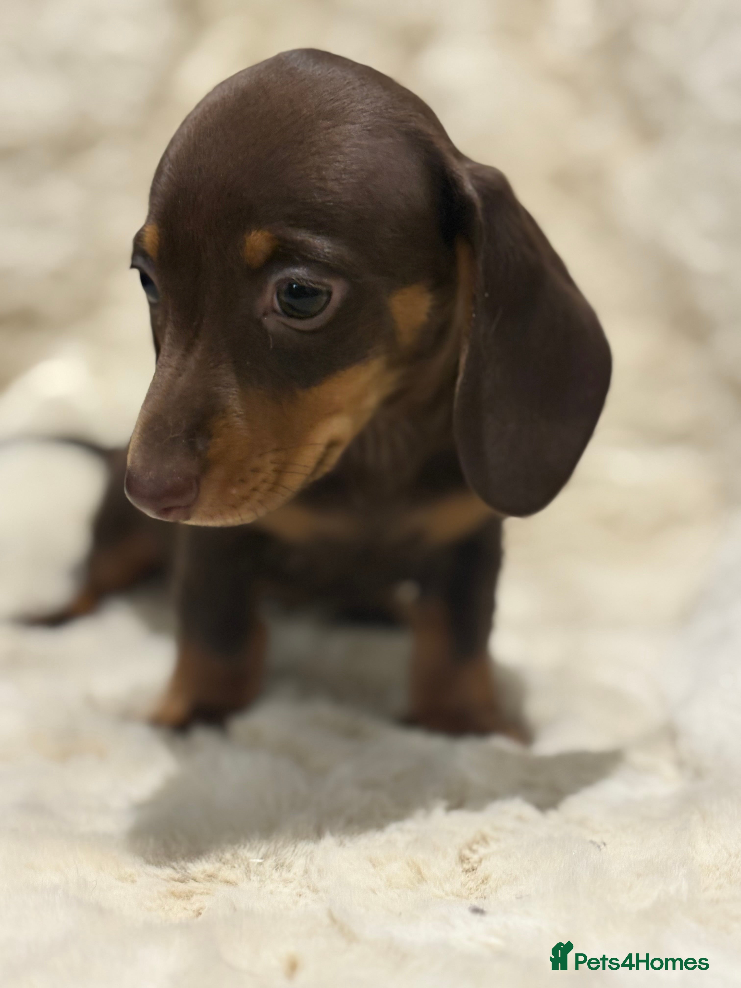 Miniature Dachshund dogs Quality health tested mini smooth dachshund pups  - Advert 1