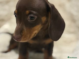 Miniature Dachshund dogs Quality health tested mini smooth dachshund pups - Advert 2