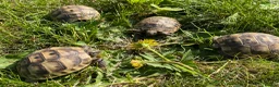 Tortoise reptiles for sale: Mediterranean spurthigh tortoise hatchlings in Plymouth - Advert 5