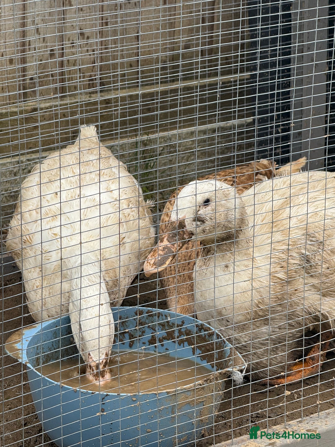 Ducks poultry for sale: Ducks  - Image 5