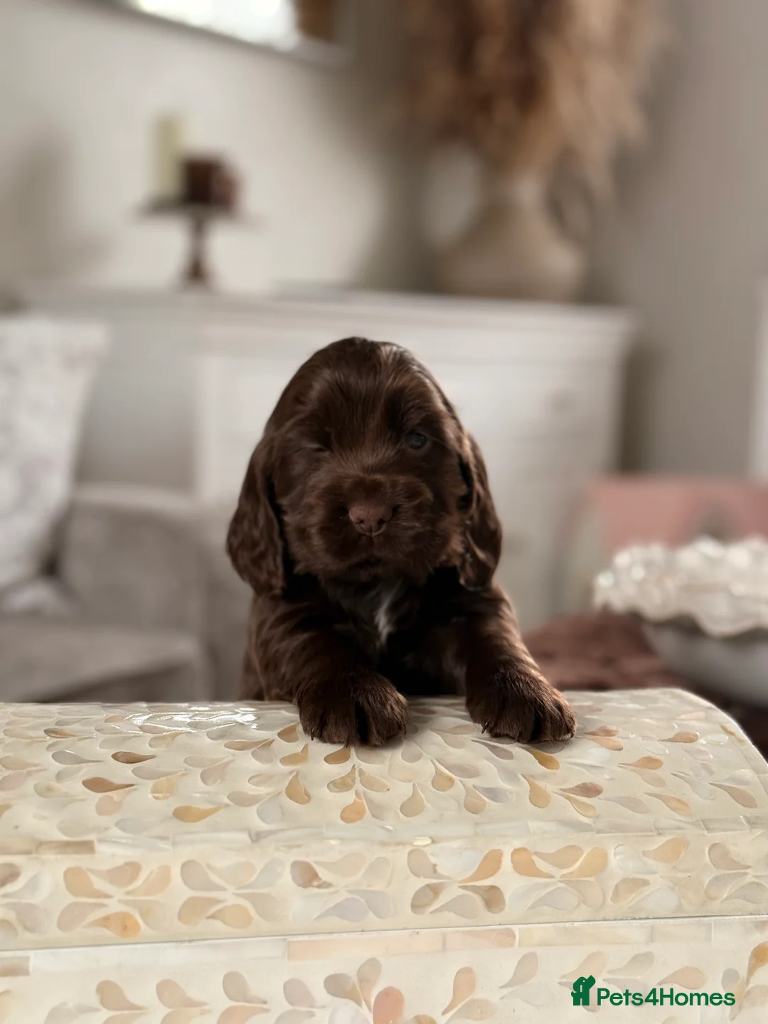Cocker Spaniel dogs for sale: Show cocker spaniels  - Advert 9