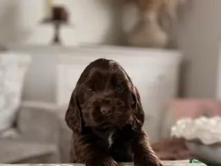 Cocker Spaniel dogs Show cocker spaniels - Advert 18