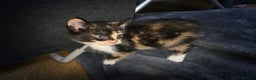 Mixed Breed cats for sale: 2 female kittens  - Advert 1