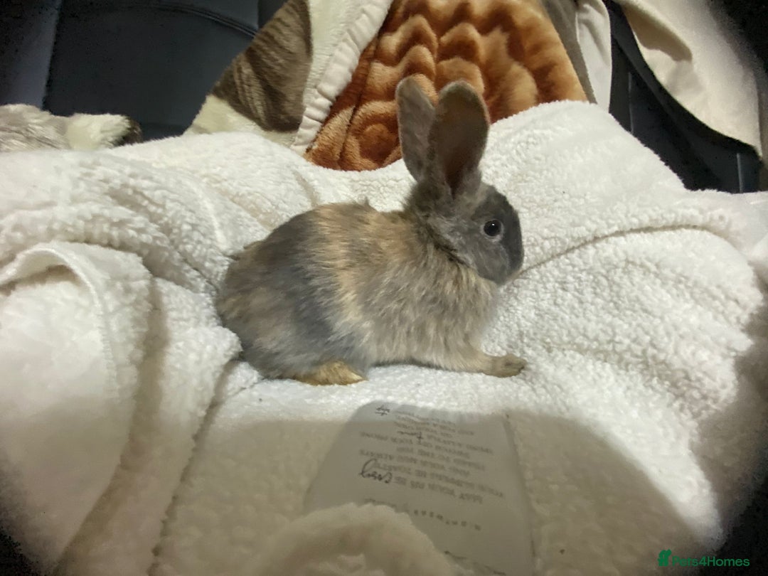Mixed Breed rabbits for sale: Beautiful Bunnies Ready For New Homes - Advert 25