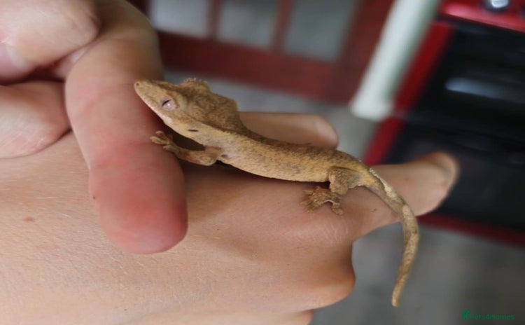 Gecko reptiles - Advert 8