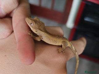 Gecko reptiles - Advert 28