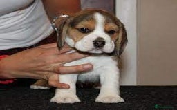 Beagle dogs for sale: Beagle Puppys - Image 3