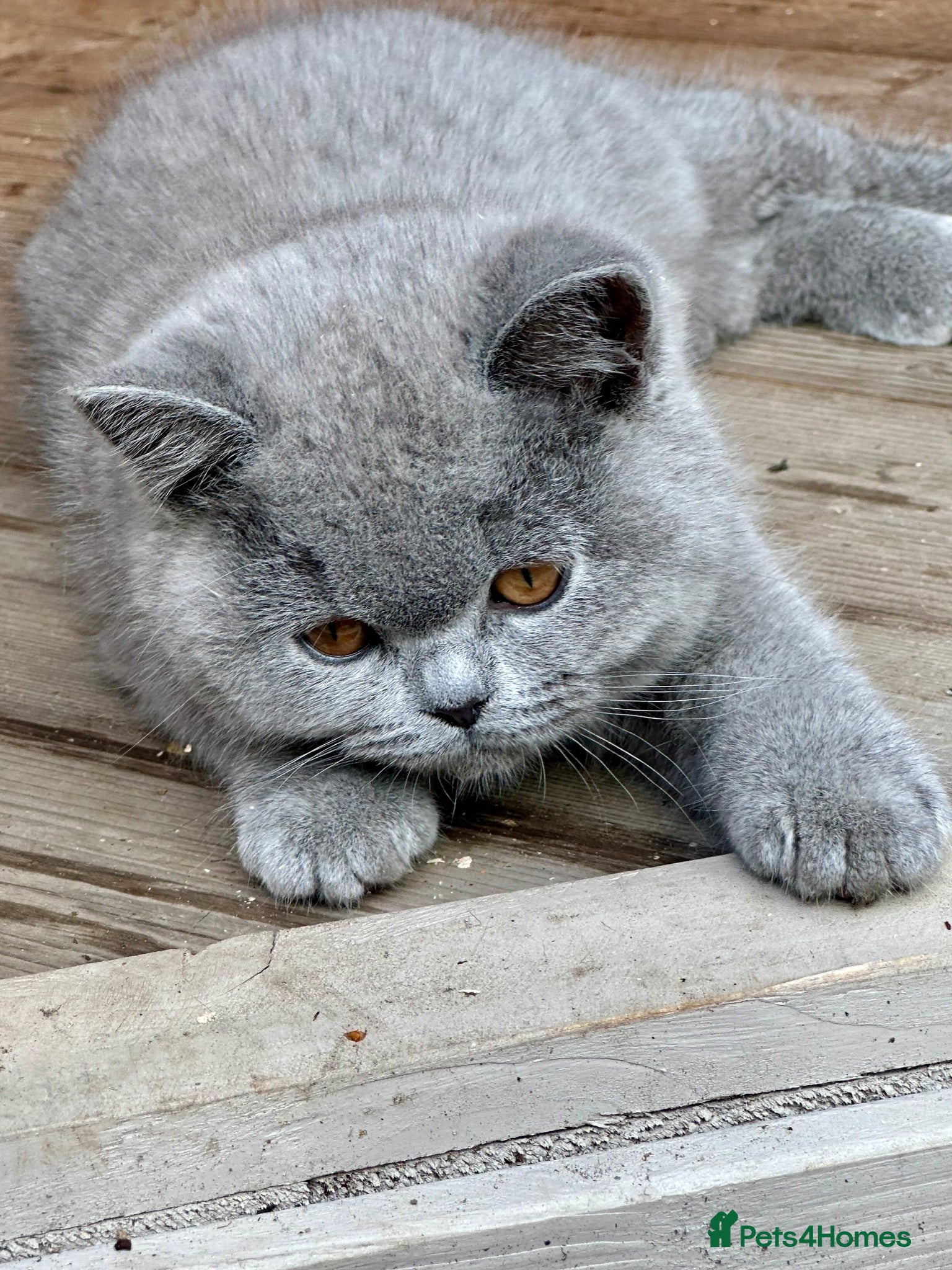 British Shorthair cats 5 Stunning BSH Blue and Lilac Kittens - Advert 1