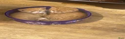 Domestic Shorthair cats for sale: Two Male Ginger Kittens  - Advert 4