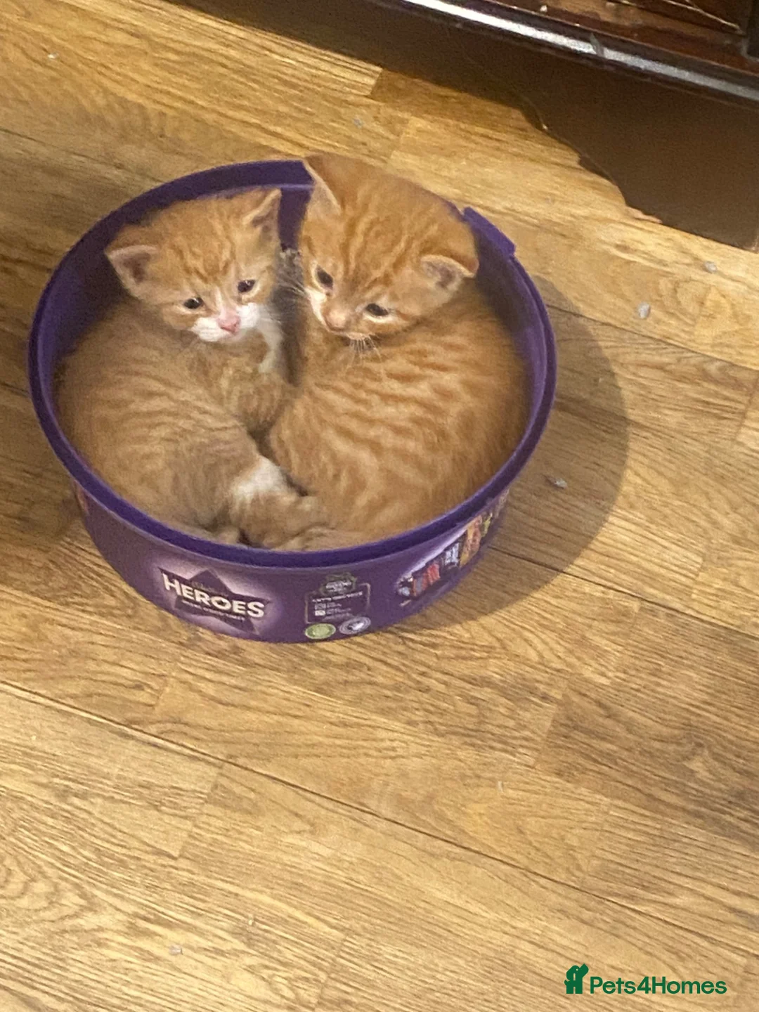 Domestic Shorthair cats for sale: Two Male Ginger Kittens  - Advert 4