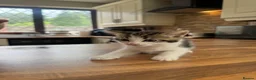 Domestic Shorthair cats for sale: 3 Beautiful Kittens Looking for Their Forever Home - Advert 25