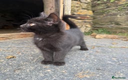 Mixed Breed cats for sale: 6 kittens for sale - Image 6