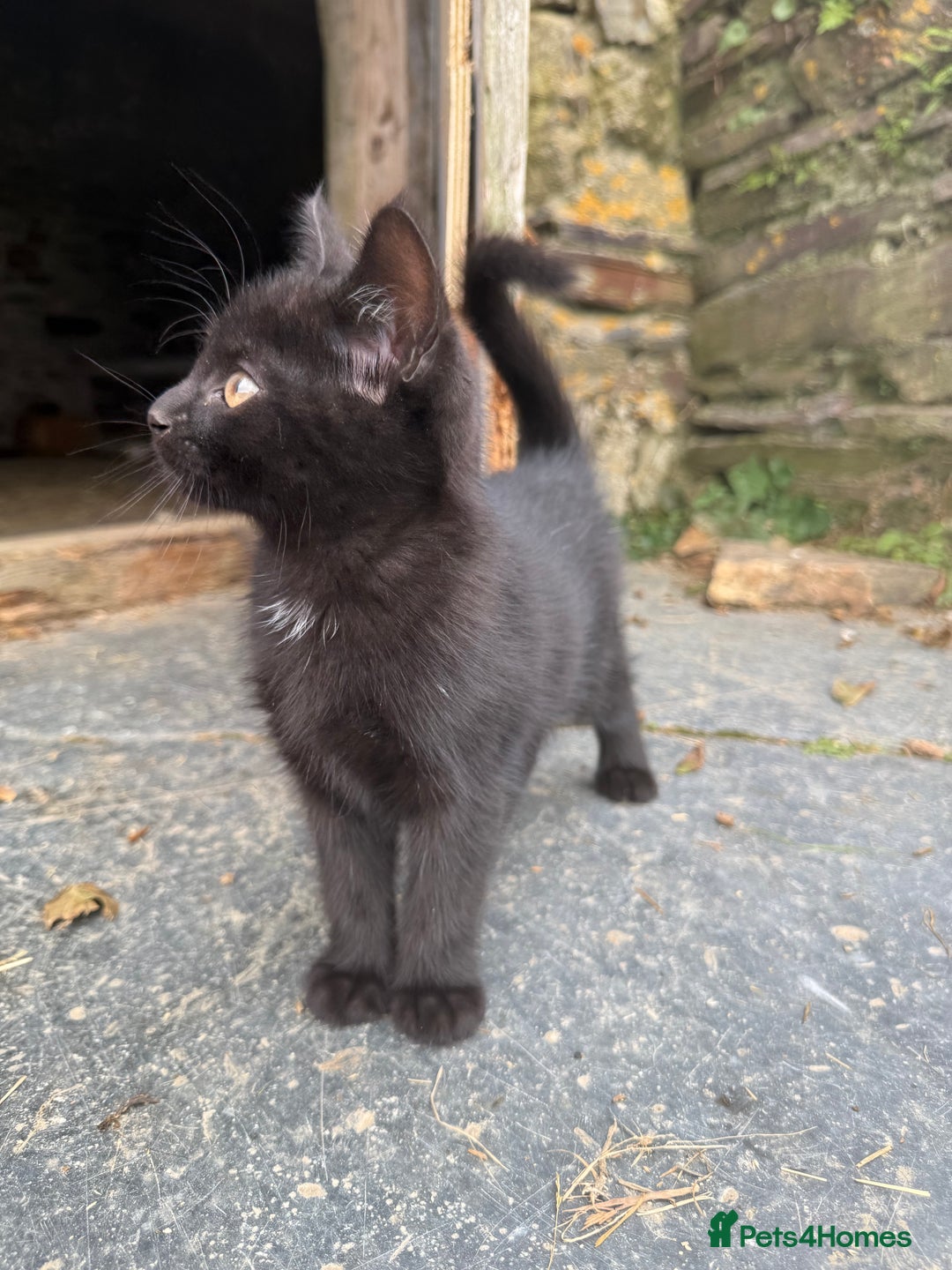 Mixed Breed cats for sale: 6 kittens for sale - Image 6
