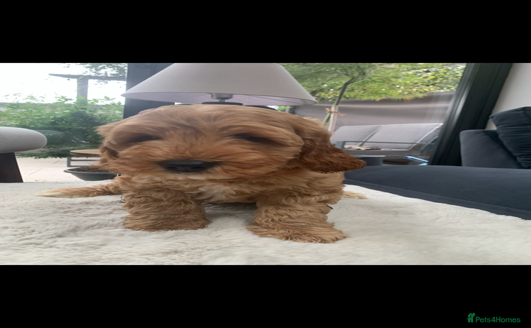 Australian Labradoodle dogs in Cottingham - Advert 2