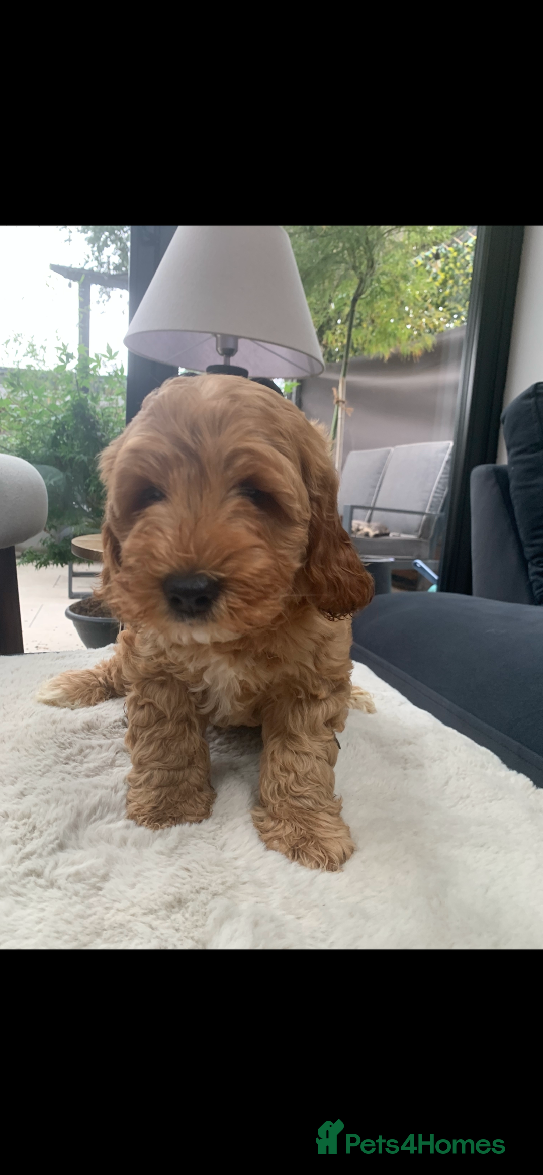 Australian Labradoodle dogs for sale: DNA Tested Miniature Labradoodle puppies  in Cottingham - Image 1
