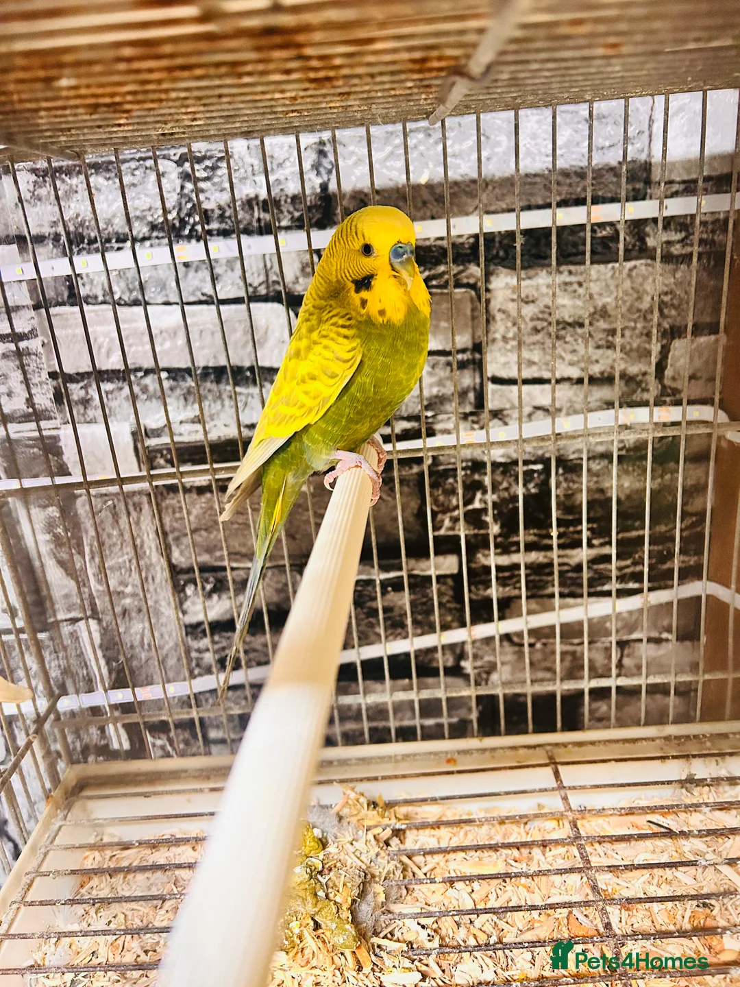 Lovebirds birds for sale: Various peachface lovebirds for sale  - Advert 11