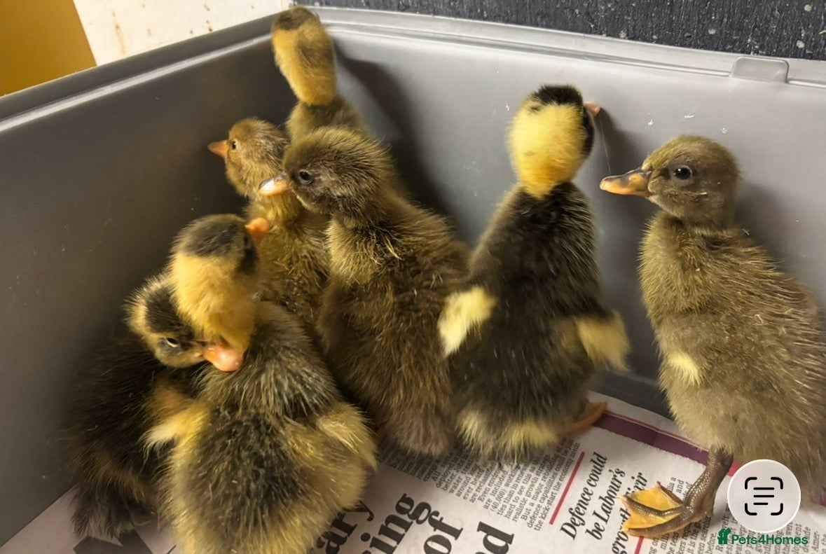 Ducks poultry Mixed colour runner ducklings  - Advert 2