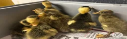 Ducks poultry for sale: Mixed colour runner ducklings  - Advert 1