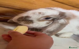 French Lop rabbits for sale: Two French lops bunny’s for sale  - Image 5