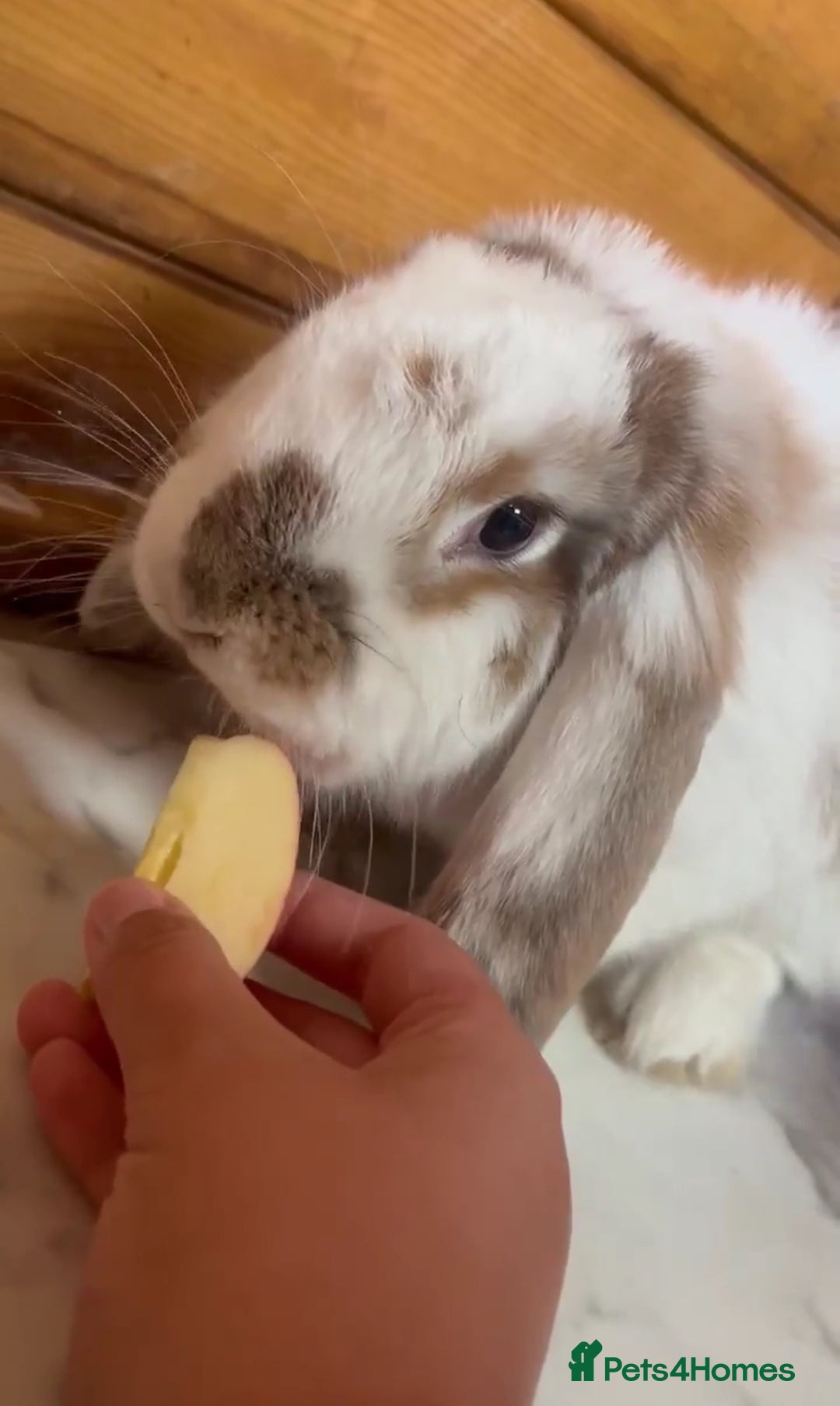 French Lop rabbits for sale: Two French lops bunny’s for sale  - Image 5