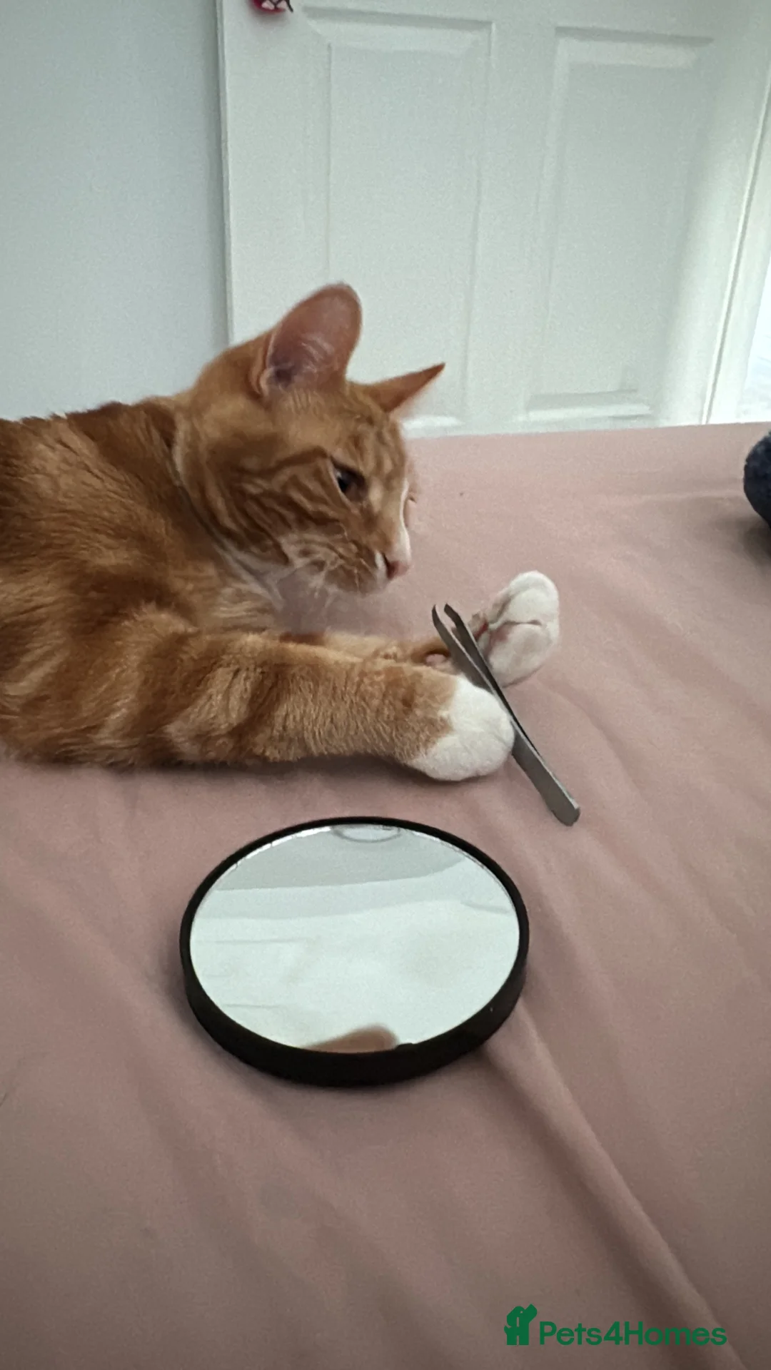 Mixed Breed cats for sale: Marla cat she’s 3 not 2 I can’t change  - Advert 16