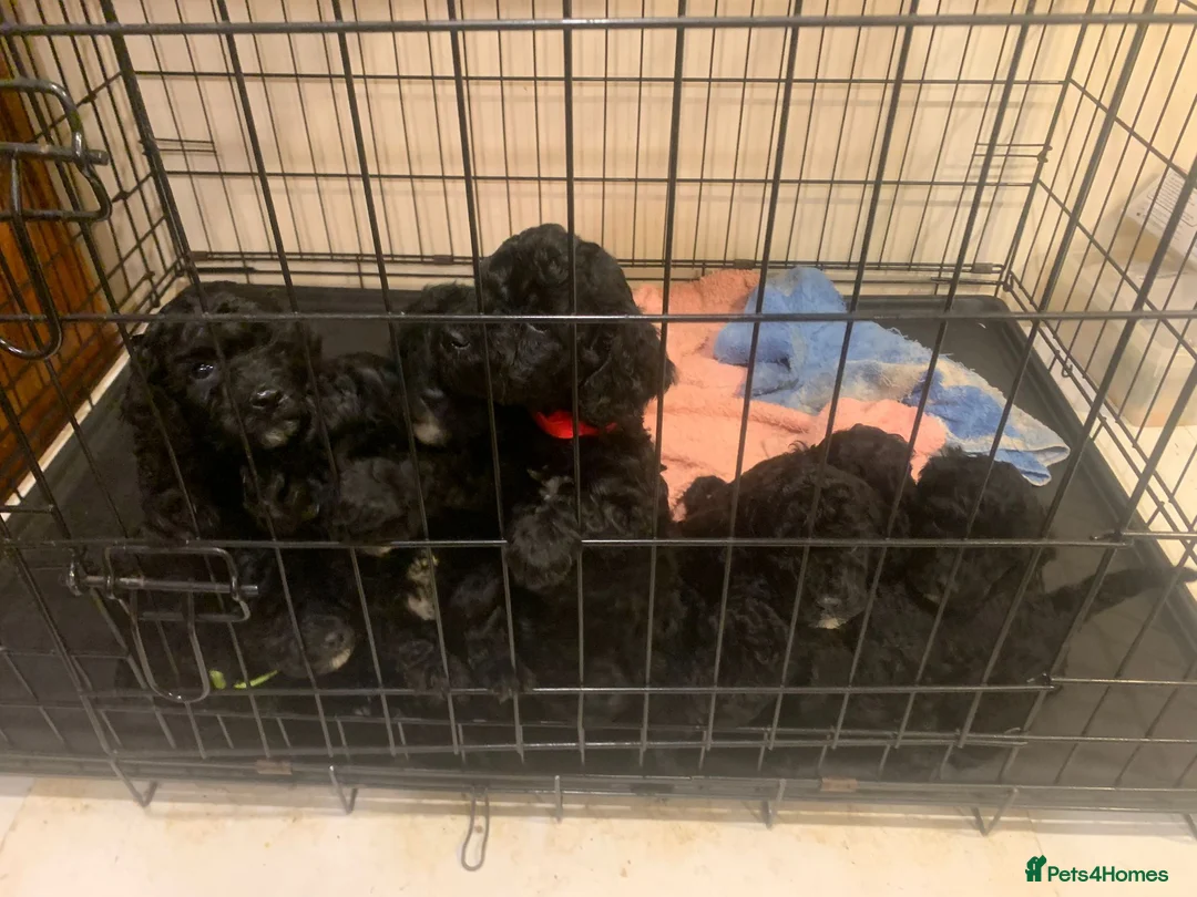 Cockapoo dogs for sale: Rare Black Tightly Curled Cockapoo Puppies - Advert 1