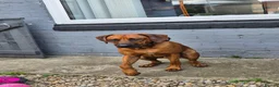 Rhodesian Ridgeback dogs for sale: Rhodesian Ridgeback Adult male in Middlesbrough - Advert 6