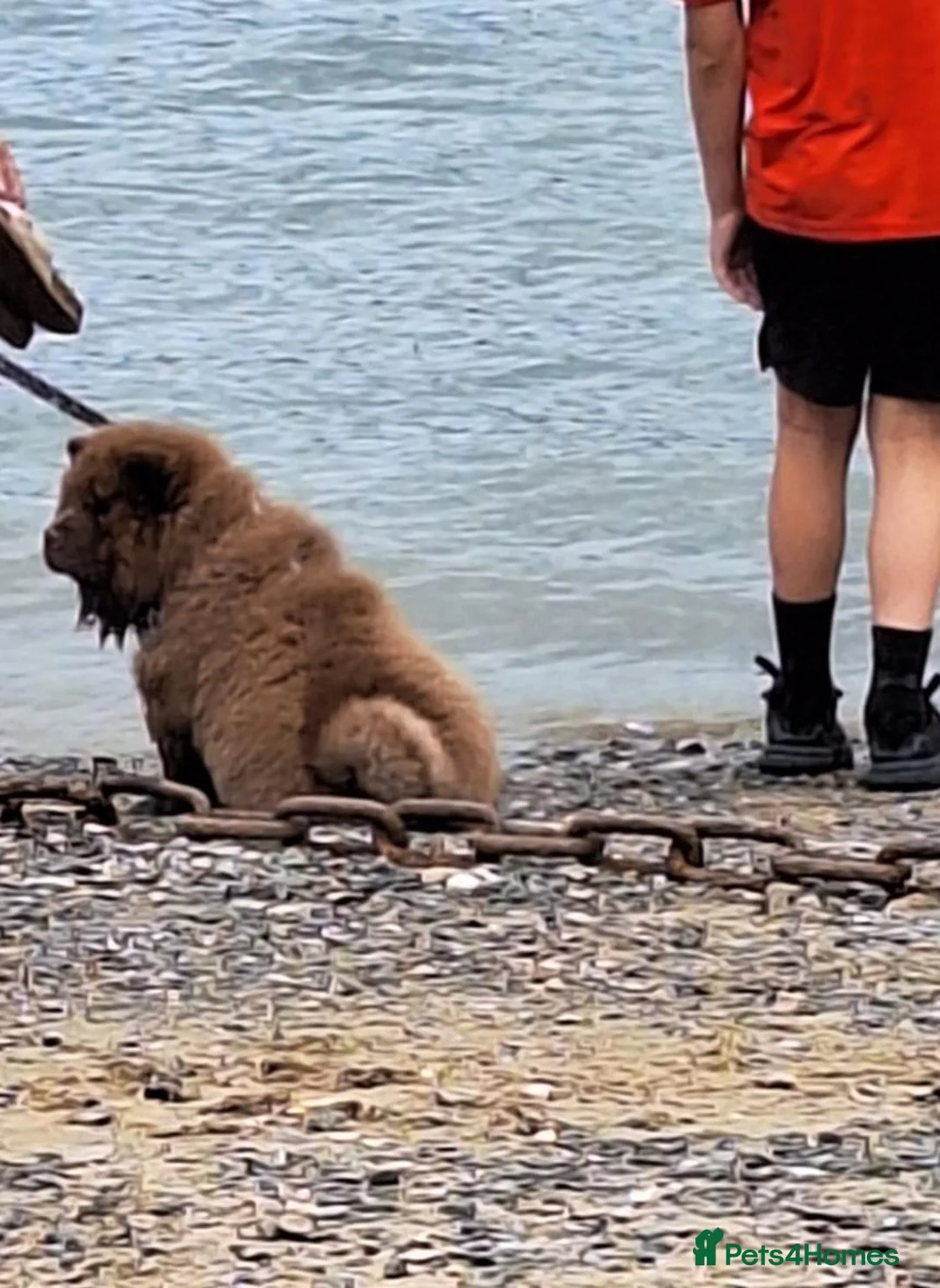Chow Chow dogs for sale: Male Chow Chow looking for a new home - Advert 2