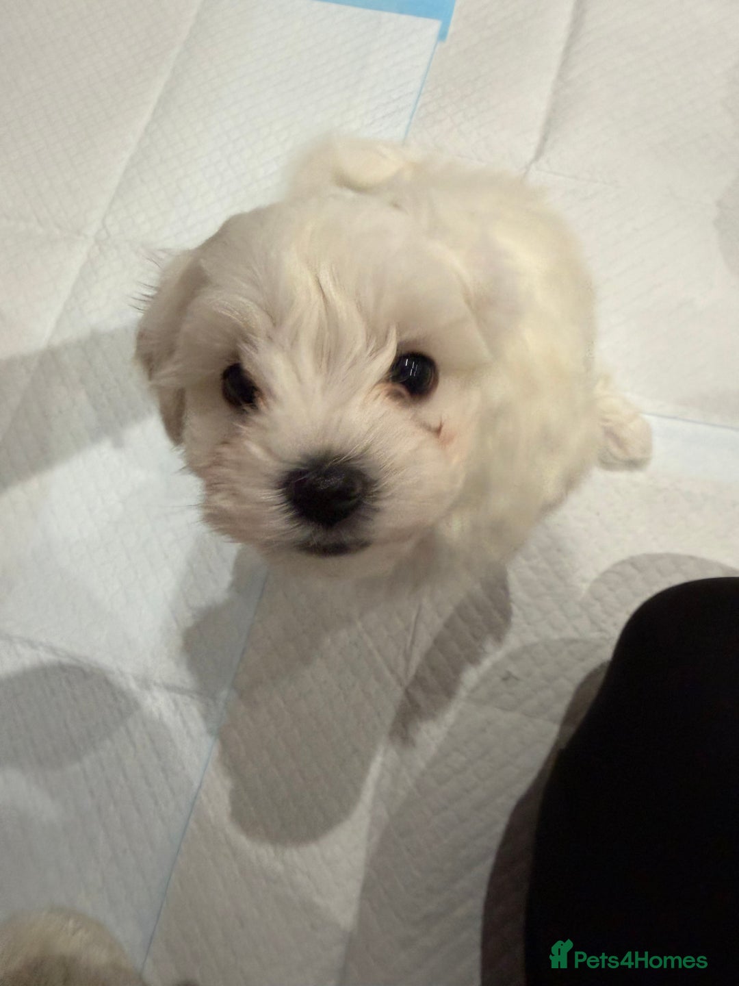 Maltese dogs for sale: Gorgeous Maltese puppies  - Advert 1