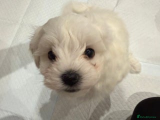 Maltese dogs Gorgeous Maltese puppies - Advert 1