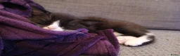 Ojos Azules cats for sale: Little guy in Maidstone - Advert 3