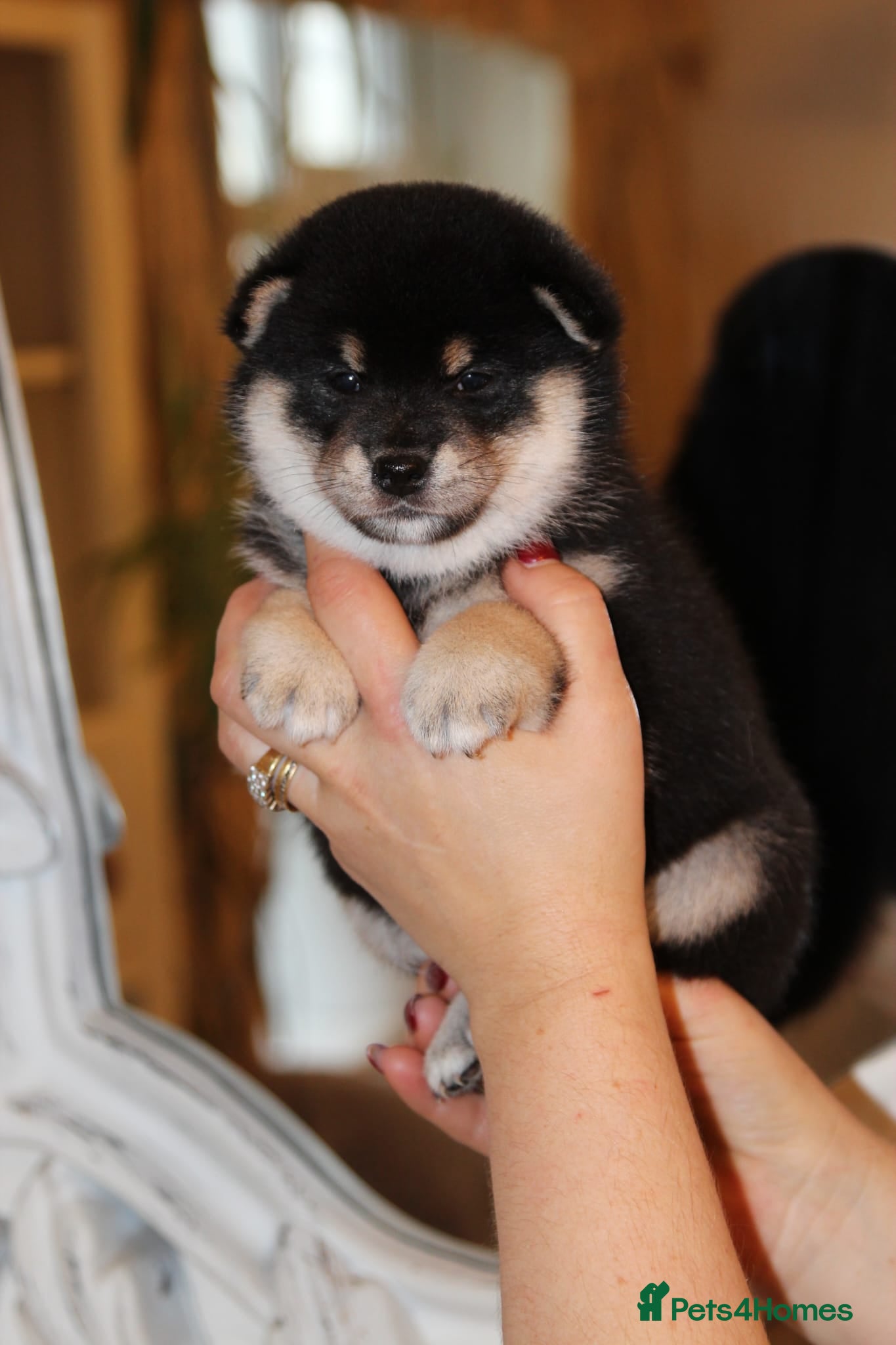 Japanese Shiba Inu dogs “KC Shiba Inu Puppies – Champion Bloodlines ❤️🏆” - Advert 1