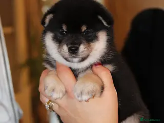 Japanese Shiba Inu dogs “KC Shiba Inu Puppies – Champion Bloodlines ❤️🏆” - Advert 1