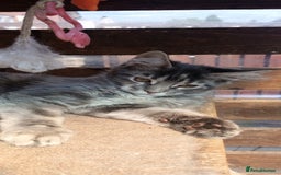 Maine Coon cats for sale: Maine coon purebred pedigre xl in Barnsley - Image 26