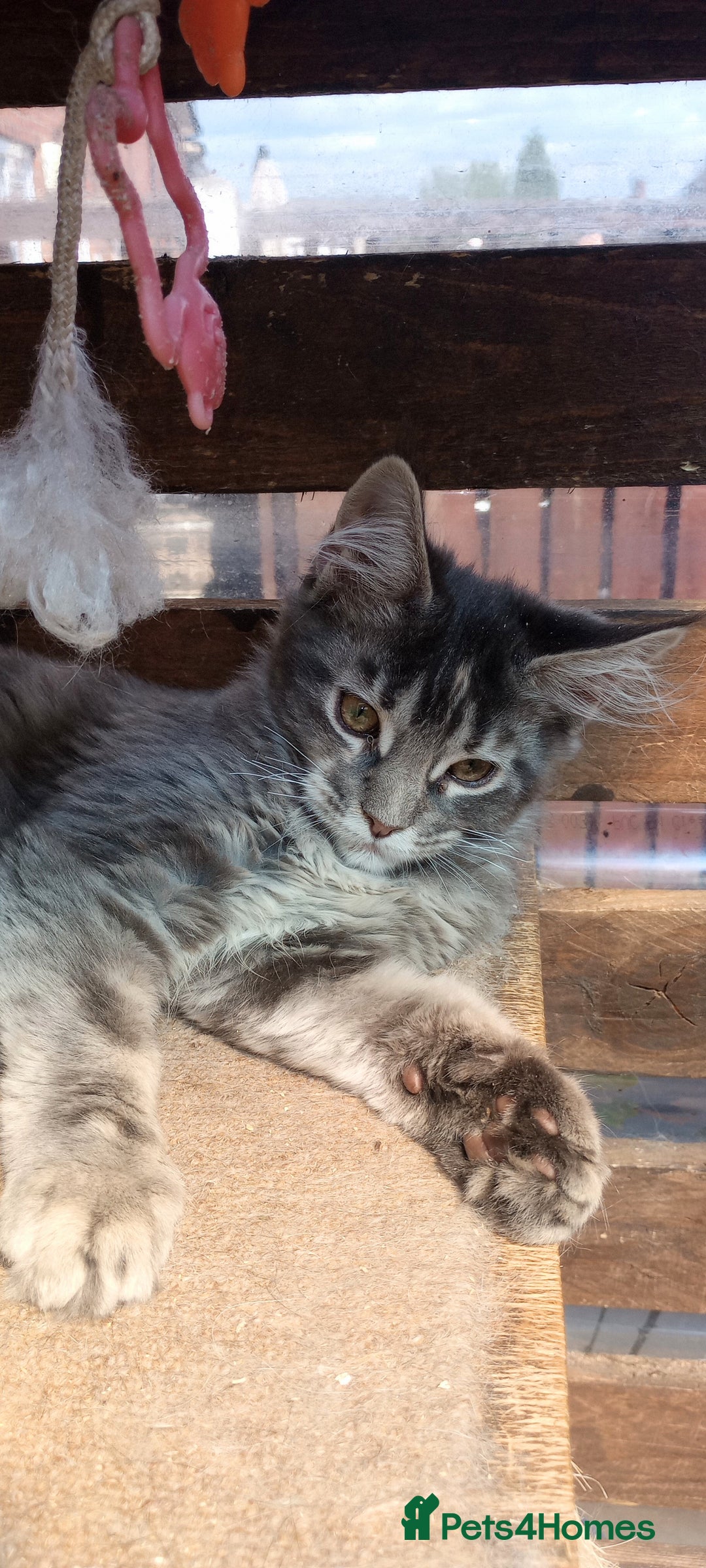 Maine Coon cats for sale: Maine coon purebred pedigre xl in Barnsley - Image 26